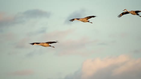 Three-sandhill-cranes-flying-into-the-wetlands-at-sunset-to-roost-for-the-evening