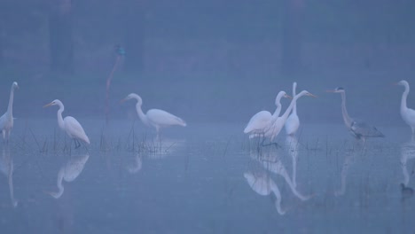 Great-Egrets-Fishing-in-Misty-morning