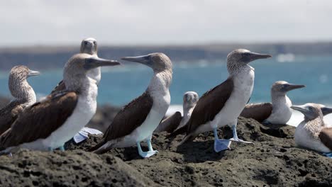 Several-Blue-footed-boobies-in-the-Galápagos-Islands-with-bright-blue-feet-stand-on-volcanic-rock-facing-the-wind-with-the-sea-in-the-background-on-Santa-Cruz-Island
