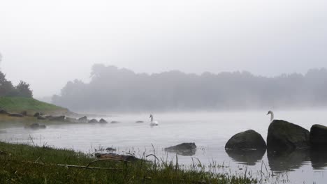 Beautiful-white-swans-swimming-in-the-Cachamuiña-reservoir-surrounded-by-fog-on-a-cloudy-and-cold-day