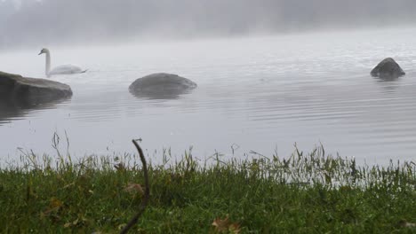 Beautiful-white-swan-swimming-alone,-bewildered-and-sad-in-the-Cachamuiña-reservoir-surrounded-by-fog-on-a-cloudy-and-cold-day