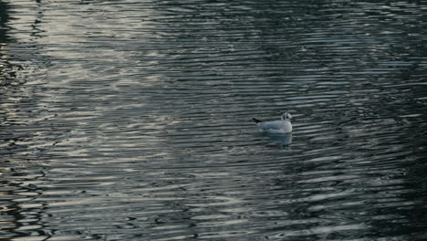 Gull-swimming-in-a-river.-Slow-motion