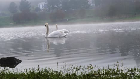 Beautiful-white-swans-swimming-in-the-Cachamuiña-reservoir-surrounded-by-fog-on-a-cloudy-and-cold-day