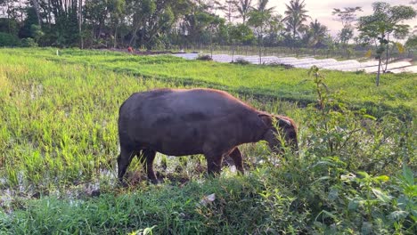 Buffalo-are-eating-in-the-rice-fields-after-being-harvested
