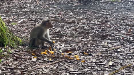 pov-shot-Hungry-monkeys-are-eating-the-food-given-by-the-torist-and-looking-at-the-camera