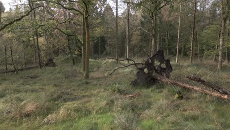 Aerial-flying-through-the-woodland-amongst-fallen-trees-with-exposed-roots