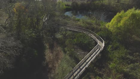 An-aerial,-top-down-view-of-the-boardwalk-through-the-UHCL-wetlands-leading-to-Horsepen-Bayou-in-Clear-Lake,-Houston,-Texas
