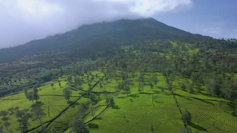 Aerial-view-of-green-tea-plantation-on-the-slope-of-mountain
