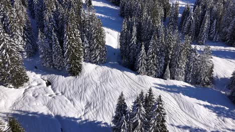 Aerial-top-down-shot-over-person-snowshoeing-on-snowy-slope-between-forest-trees-in-Switzerland