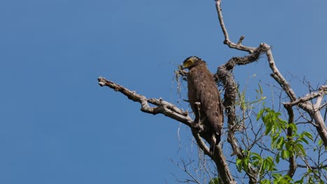 Looking-to-the-left-and-down-during-a-lovely-day-with-blue-sky,-Crested-Serpent-Eagle-Spilornis-cheela,-Thailand