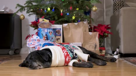 Ein-Verschlafener-Schwarzer-Labrador-Seniorhund,-Der-Einen-Weihnachtlichen-Pullover-Trägt-Und-Neben-Weihnachtsgeschenken-Und-Einem-Geschmückten-Baum-Auf-Dem-Boden-Liegt