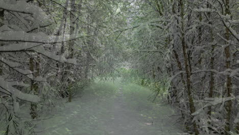 Walking-POV-of-Season-Transition-From-Winter-To-Summer-in-forest-alleyway
