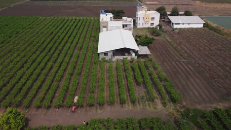 Drone-shot-of-grape-vineyard-agricultural-field