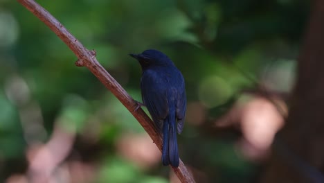 Seen-from-its-back-looking-to-the-left,-Indochinese-Blue-Flycatcher-Cyornis-sumatrensis,-Thailand