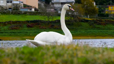 Maravilloso-Cisne-Blanco-En-El-Embalse-De-Cachamuiña-Rodeado-De-Agua-Y-Hierba-En-Un-Día-Nublado-Y-Frío
