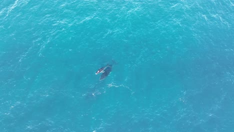 Whales-Swimming-On-Surface-Of-Blue-Ocean-In-North-Stradbroke-Island,-Top-Down-Wide-Angle-Aerial-Drone-shot-of-Mother-and-Calf-Whale-4K-QLD,-Australia