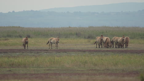Slow-Motion-of-Herd-of-Przewalski-Horses-grazing