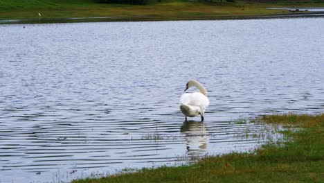 Beautiful-white-swan-in-the-Cachamuiña-reservoir-on-a-cloudy-and-cold-day