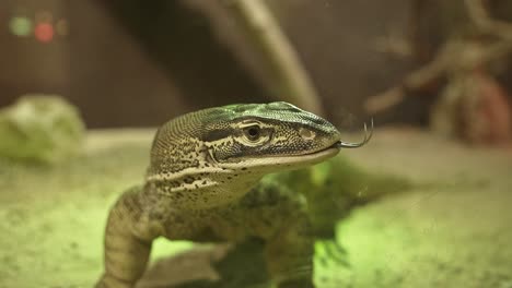 Big-Varanus-lizard-using-his-toungue-against-the-window-in-reptile-conservation