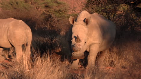 Southern-white-rhino-in-a-dry-bushveld-landscape