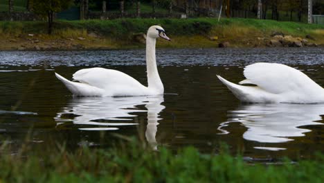 Hermosos-Cisnes-Blancos-Nadando-En-El-Embalse-De-Cachamuiña-Rodeados-De-Agua-Y-Pasto-En-Un-Día-Nublado-Y-Frío