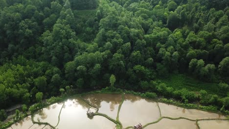 drone-shot-fly-over-mountain-forest-rice-paddy-field-green-landscape-of-tree-and-water-pond-reflection-of-sun-light-Hyrcanian-forest-environment-in-Iran-Azerbaijan-natural-heritage-wonderful-nature