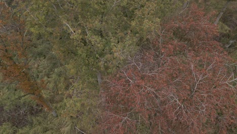 Aerial-top-down-shot-spiralling-above-the-orange-autumn-trees