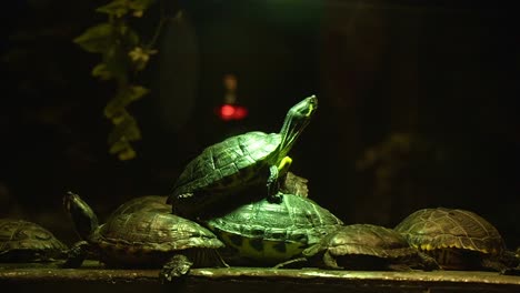Tortuga-Rayada-China-De-Pie-Sobre-Un-Grupo-De-Tortugas-En-El-Parque-De-Reptiles-Interior