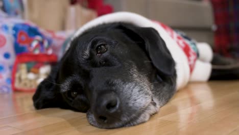 A-close-up-view-of-a-tired-black-senior-labrador-dog-wearing-a-Christmas-themed-sweater-as-it-lies-on-the-ground-next-to-a-decorated-Christmas-gifts