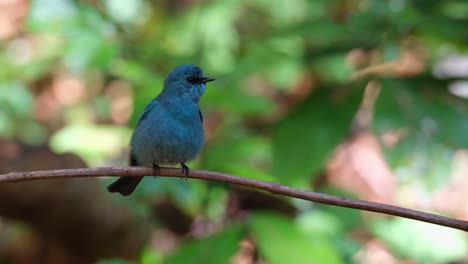Shaking-its-feathers-then-hops-around-to-show-its-back-and-again-then-flies-away,-Verditer-Flycatcher-Eumyias-thalassinus,-Thailand