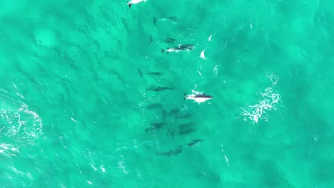 Pod-of-Dolphins-swimming-in-large-numbers-through-the-blue-waters-of-North-Stradbroke-Island