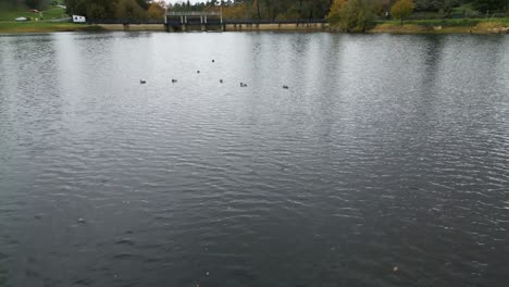 Hermosos-Patos-Y-Cisnes-Nadando-Y-Flotando-En-El-Embalse-De-Cachamuiña-En-Un-Día-Nublado-Y-Frío