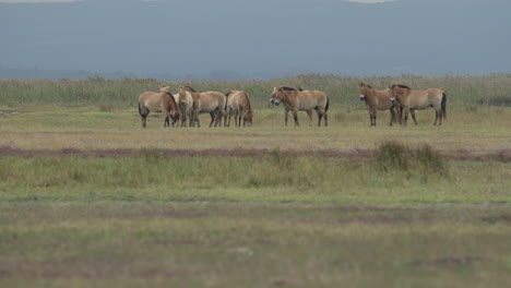 Wide-shot-of-a-group-of-Przewalski-Horses-grazing-in-the-plains