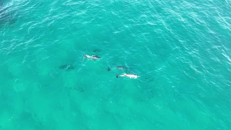Eine-Gruppe-Delfine-Schwimmt-In-Großer-Zahl-Durch-Das-Blaue-Wasser-Der-Nördlichen-Stradbroke-Insel