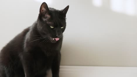 Eine-Riesige-Erwachsene-Schwarze-Katze-Sitzt-Im-Haus