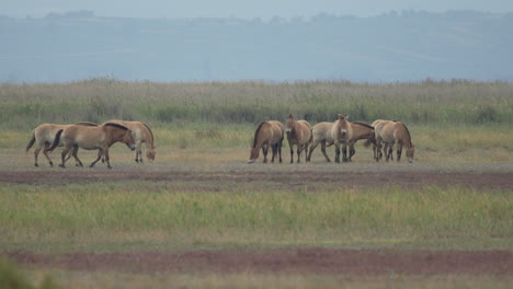Slow-Motion-of-Herd-of-Przewalski-Horses-grazing.