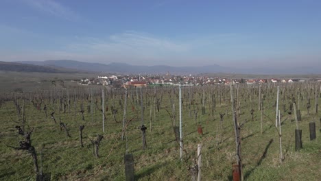A-vineyard-in-eastern-France-lies-barren-in-February