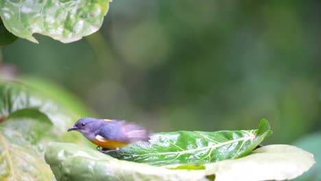 Wild-animal-behavior-in-the-forest,-Orange-bellied-flowerpecker-bathing-on-the-leaf