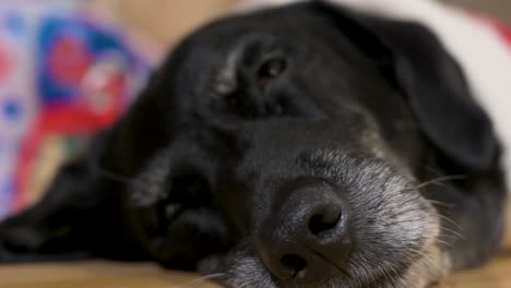 Eine-Nahaufnahme-Eines-Schlafenden-Schwarzen-älteren-Labrador-Hundes,-Der-Einen-Weihnachtlichen-Pullover-Trägt,-Während-Er-Neben-Dekorierten-Weihnachtsgeschenken-Auf-Dem-Boden-Liegt