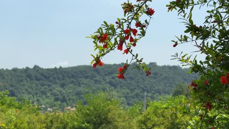 Scenic-forest-landscape-portrait-wild-pomegranate-tree-blooming-spring-red-big-blossom-flower-green-forest-hill-background-wonderful-Hyrcanian-forest-Azerbaijan-Iran-Nature-landscape-natural-heritage