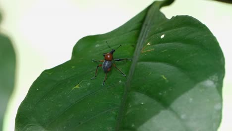 Seen-on-the-leaf-while-the-camera-slides-to-the-left-and-zooms-out,-Metapocyrtus-ruficollis,-Philippines