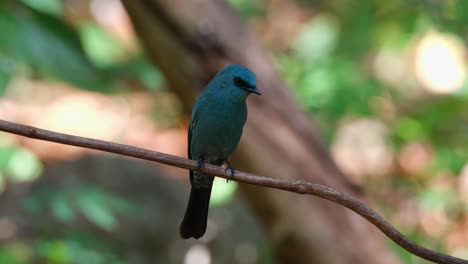 Perched-on-a-vine-looking-to-the-right-then-flies-going-down,-Verditer-Flycatcher-Eumyias-thalassinus,-Thailand