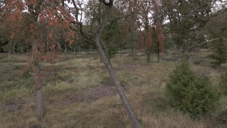 Drohne-Fliegt-In-Einem-Bewaldeten-Wald-Um-Einen-Baum-Herum