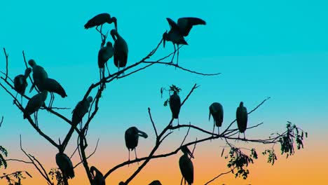 Group-of-storks,-Ciconiiformes,-sitting-on-a-leafless-tree,-blue-golden-horizon