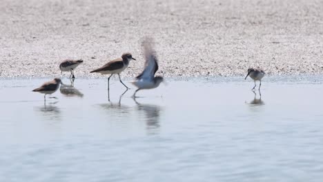 Flying-to-the-right-as-the-camera-follows-revealing-tis-landing-and-feeding,-Spoon-billed-Sandpiper-Calidris-pygmaea,-Thailand