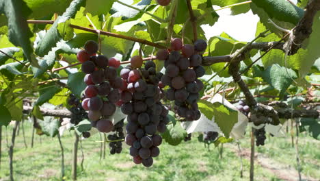 Nahaufnahme-Von-Trauben-Reifer-Roter-Weintrauben,-Die-Sich-Im-Wind-Wiegen,-Weinlesekonzept
