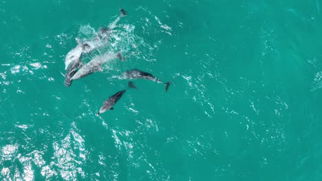 Pod-of-Dolphins-Mating-RARE-Drone-shot-of-Dolphins-Reproducing-and-Mating,-top-down-drone-shot