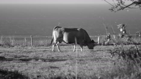Grazing-cow-on-a-pasture-with-ocean-backdrop-in-grayscale,-monochrome