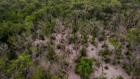 Bäume-Ohne-Blätter-Im-Mangrovenwald,-Folgen-Des-Heißen,-Trockenen-Wetters
