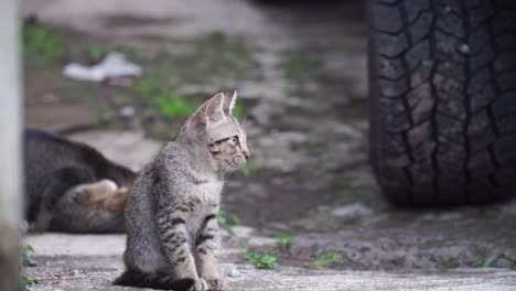 Kitten-are-in-outside